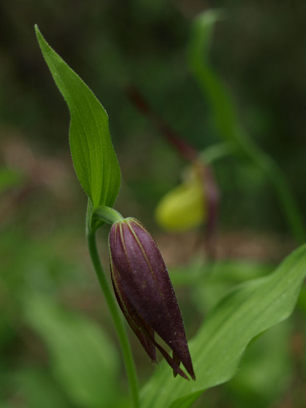 Dal Cadore - Cypripedium calceolus